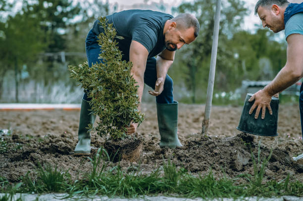 How Our Tree Care Process Works  in  Hoopa, CA